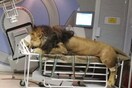 Λιοντάρι με καρκίνο ξεκίνησε θεραπεία σε κλινική ανθρώπων