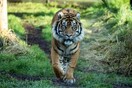 H αρσενική τίγρης που υποδέχτηκαν στο ζωολογικό κήπο του Λονδίνου, σκότωσε τη θηλυκή