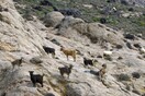 Οι κατσίκες στη Σαμοθράκη «βυθίζουν το νησί στην κρίση» - Θέμα στο Associated Press