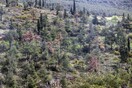 Σέιχ Σου: Η καταστροφή του δάσους από το φλοιοφάγο έντομο συνεχίζεται