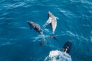 Τα δελφίνια επέστρεψαν στον «ήσυχο λόγω κορωνοϊού» ποταμό Τάγο της Λισαβόνας