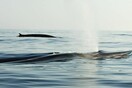 Φάλαινες απολαμβάνουν τη Μεσόγειο χωρίς πλοία - Σπάνια εμφάνιση στις ακτές της Γαλλίας