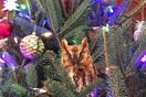 Ζωντανή κουκουβάγια είχε κρυφτεί για μια εβδομάδα σε χριστουγεννιάτικο δέντρο που αγόρασε οικογένεια