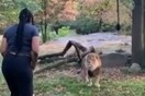 Γυναίκα πλησίασε λιοντάρια παραβιάζοντας τους κανόνες ασφαλείας σε ζωολογικό κήπο στη Νέα Υόρκη