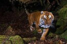 WWF: Ο αριθμός των τίγρεων αυξάνεται - «Θεαματική επαναφορά» για το υπό απειλή είδος