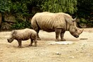 Nepal rhino numbers rise in 'exciting' milestone