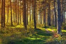 Γερμανία: Πυροτεχνουργοί πήγαν σε δάσος για «χειροβομβίδα», αποδείχθηκε sex toy