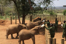 Ελέφαντες δίνουν το μητρικό γάλα τους σε ορφανά μικρά - Το πρωτοπόρο «πείραμα» στο Σαν Ντιέγκο