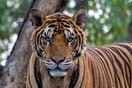 Μπαγκλαντές: Συνέλαβαν μετά από 20 χρόνια αναζήτησης λαθροκυνηγό - Πιστεύεται πως είχε σκοτώσει 70 τίγρεις 