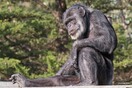 Oldest male chimpanzee in U.S. dies at age 63 at California zoo