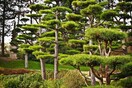 Σεβασμός σε ανθρώπους και φύση: Οι Ιάπωνες λένε «όχι» σε μνήματα, «ναι» σε δέντρα για την ταφή των οικείων 