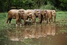 «Ελέφαντες» πραγματικού μεγέθους στους δρόμους του Λονδίνου - Μήνυμα για την προστασία τους