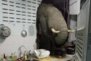 Ταϊλάνδη: Ξύπνησε και είδε έναν ελέφαντα να ψαχουλεύει την κουζίνα της - Για ένα σνακ