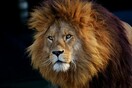 Λιοντάρι «απέδρασε» από το εθνικό πάρκο του Ναϊρόμπι και προκάλεσε πανικό στους κατοίκους
