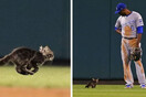 Μια γάτα και ένα αλογάκι της Παναγίας «πρωταγωνιστές» σε δύο αγώνες μπέιζμπολ [ΒΙΝΤΕΟ]