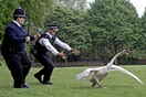 Βρετανοί αστυνομικοί «συνέλαβαν» κύκλο που εμπόδιζε την κυκλοφορία
