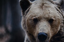 Αρκούδες στην πλατεία στο Δίκορφο Ζαγορίου - Βίντεο