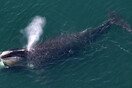 Νέα έρευνα: Στα «σοβαρά απειλούμενα είδη» η δεξιά φάλαινα του Βόρειου Ατλαντικού - Λόγω κλιματικής κρίσης 