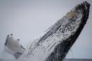 Σπάνια εμφάνιση από 100 και πλέον μεγάπτερες φάλαινες στα ανοιχτά της Αυστραλίας [ΒΙΝΤΕΟ]