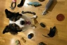 ‘Genius dogs’ can learn names of more than 100 toys, study finds