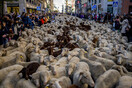 Ισπανία: Πρόβατα κατέκλυσαν τους δρόμους της Μαδρίτης, καθ' οδόν προς τα χειμερινά βοσκοτόπια	