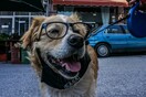 Σκύλος με γυαλιά