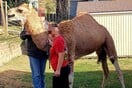 Καμήλα δραπέτευσε από φάτνη σε αμόκ- Την κυνηγούσαν σε όλη την πόλη