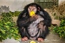 Χιμπατζής που μεγάλωσε με ανθρώπους ξυλοκοπήθηκε μέχρι θανάτου από άλλους πίθηκους σε καταφύγιο