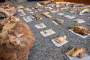 Λέσβος: Στο φως απολιθωμένα οστά ζώων που έζησαν πριν από 2 εκατ. χρόνια