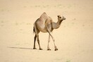 Σαουδική Αραβία: Ένα ξενοδοχείο για καμήλες στη μέση της ερήμου