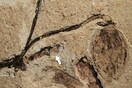 Κίνα: Ανακαλύφθηκε το αρχαιότερο απολιθωμένο μπουμπούκι λουλουδιού ηλικίας 164 εκατομμυρίων ετών