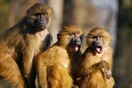 ΗΠΑ: Δραπέτευσαν πίθηκοι μετά από συντριβή φορτηγού που μετέφερε 100 ζώα σε εργαστήριο