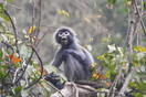 Πίθηκος- φάντασμα, φυτό- βρωμούσα και φίδι που τρέφεται με γυμνοσάλιαγκες ανάμεσα στα 224 νέα είδη στην Ασία