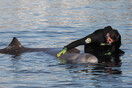 «Αυτή τη στιγμή υποφέρει»: Σε εξέλιξη επιχείρηση για τη μικρή φάλαινα στον Άλιμο