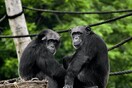 Χιμπατζήδες καταγράφηκαν να βάζουν έντομα σε πληγές ομοειδών τους για να τους θεραπεύσουν - Έρευνα 