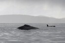 Μεγάπτερη φάλαινα στήνει ενέδρα και επιτίθεται σε όρκες