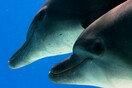 Οι Ρώσοι «έριξαν» δελφίνια εκπαιδευμένα από τον στρατό σε βάση της Μαύρης Θάλασσας