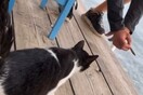 Άνδρας φαίνεται να δελεάζει γάτα με μεζέ και να την κλωτσά στη θάλασσα - Οργή στα social media 