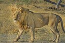 Το λιοντάρι ήταν τσάντα: Λάθος συναγερμός προκάλεσε αναστάτωση σε χωριό της Κένυα 