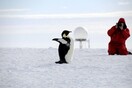 Οι αυτοκρατορικοί πιγκουίνοι κινδυνεύουν με εξαφάνιση, προειδοποιούν ερευνητές