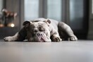Ειδικοί απαντούν: Γιατί οι σκύλοι φαίνεται σαν να τρέχουν όταν κοιμούνται