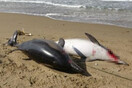 Η ρωσική εισβολή σκοτώνει και τα δελφίνια στη Μαύρη Θάλασσα -Ξεβράζονται νεκρά στις ακτές