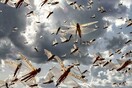 Επιδρομή από ακρίδες στην Ανατολική Ροδόπη- Τεράστια σμήνη καταστρέφουν τις καλλιέργειες