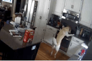 Σκύλος άναψε την κουζίνα και έβαλε φωτιά στο σπίτι- Βίντεο με την στιγμή