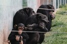 Κυβερνητική παρέμβαση για τη θανάτωση χιμπατζή στο Αττικό Ζωολογικό Πάρκο