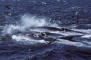 Πτεροφάλαινες επέστρεψαν στα πατρογονικά ενδιαιτήματα τροφοληψίας της Ανταρκτικής μετά από δεκαετίες