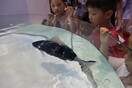 Κίνα: Επιστήμονες κατασκεύασαν ένα ρομποτικό ψάρι που ρουφάει μικροπλαστικά από τις θάλασσες