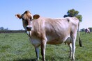 Φοιτητής σχεδίασε sex toys για αγελάδες ώστε να κάνει τις γεωργικές πρακτικές πιο ευχάριστες