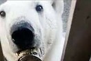 Πεινασμένη πολική αρκούδα πλησίασε ανθρώπους για βοήθεια - Είχε κολλήσει κονσερβοκούτι στο στόμα της 