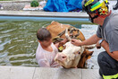 Διάσωση αγελάδας από πισίνα σπιτιού στην Ιταλία - «Ίσως διψούσε ή ζεσταινόταν» 